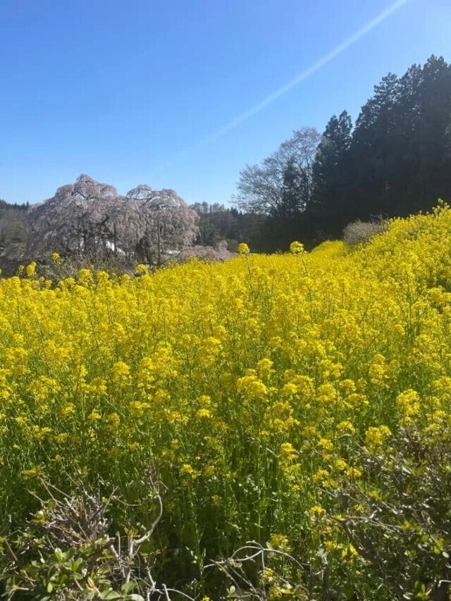デジタルデトックス｜写メ日記｜一色ゆづき(いっしきゆづき)｜鶯谷 人妻デリヘル 鶯谷ナンバーワン