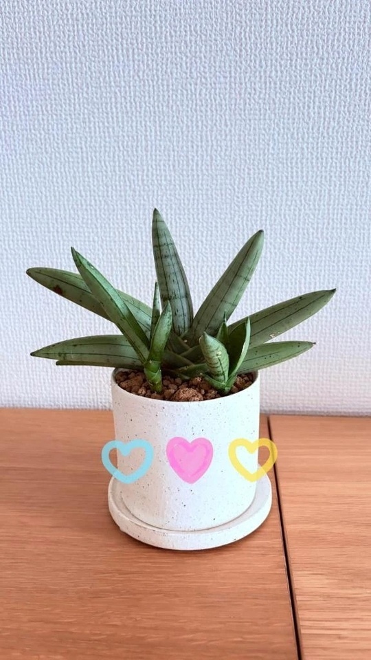 マイナスイオンでリフレッシュ🌿✨｜写メ日記｜倉本優愛(くらもとゆあ)｜鶯谷 人妻デリヘル 鶯谷ナンバーワン