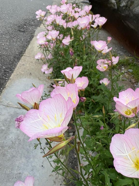 💐お昼の月を見上げているの？💐｜写メ日記｜一ノ瀬りな(いちのせりな)｜鶯谷 人妻デリヘル 鶯谷ナンバーワン