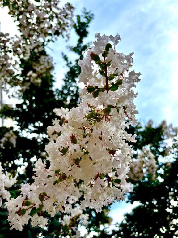 🌼 花を見るのが好き 🌼*･｜写メ日記｜一ノ瀬りな(いちのせりな)｜鶯谷 人妻デリヘル 鶯谷ナンバーワン