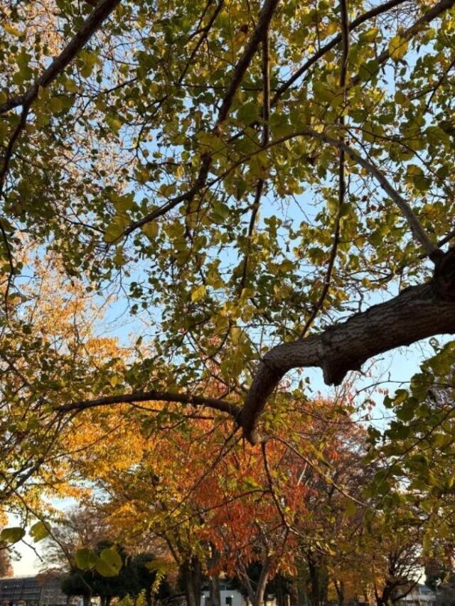 🍂🍂懐かしい匂い🍂🍂｜写メ日記｜一ノ瀬りな(いちのせりな)｜鶯谷 人妻デリヘル 鶯谷ナンバーワン