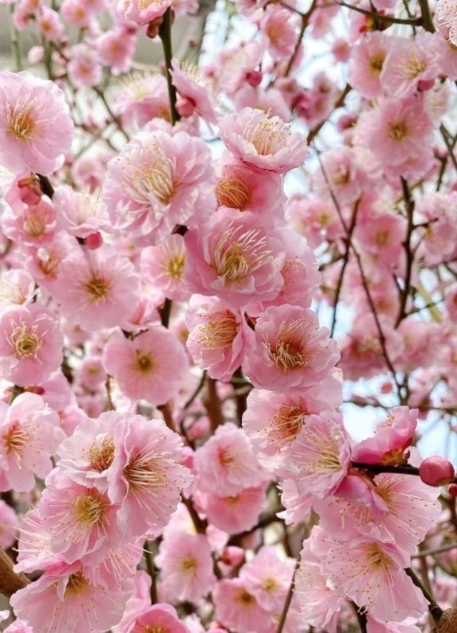 🌸 しら梅に明る夜ばかりと .......🌸｜写メ日記｜一ノ瀬りな(いちのせりな)｜鶯谷 人妻デリヘル 鶯谷ナンバーワン