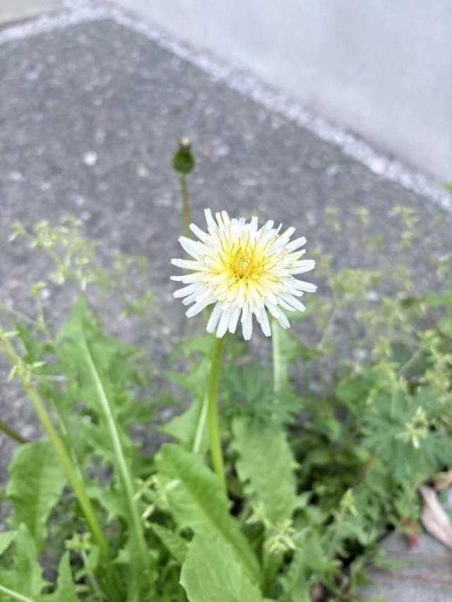 🌼いい事あった🌼｜写メ日記｜一ノ瀬りな(いちのせりな)｜鶯谷 人妻デリヘル 鶯谷ナンバーワン
