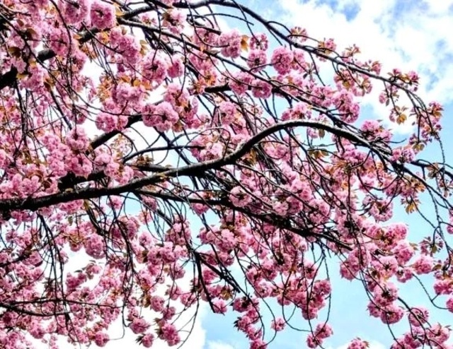 👓 (見知らぬ)おじいちゃんとわたし 👓｜写メ日記｜一ノ瀬りな(いちのせりな)｜鶯谷 人妻デリヘル 鶯谷ナンバーワン