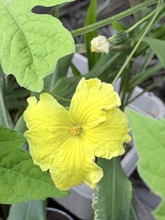 🥒 漫才と花と今日のありがと。。🥒｜写メ日記｜一ノ瀬りな(いちのせりな)｜鶯谷 人妻デリヘル 鶯谷ナンバーワン