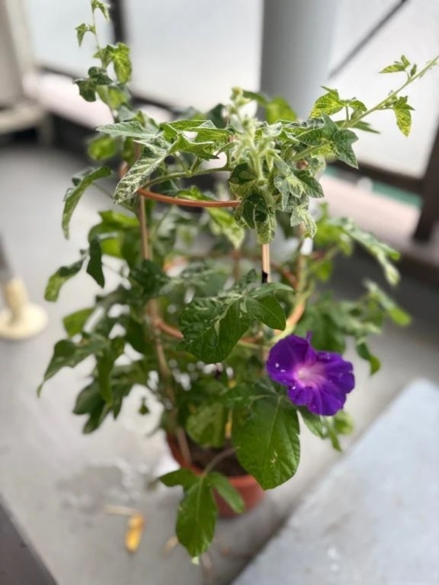 🌸今朝も咲いたよ🌸｜写メ日記｜一ノ瀬りな(いちのせりな)｜鶯谷 人妻デリヘル 鶯谷ナンバーワン