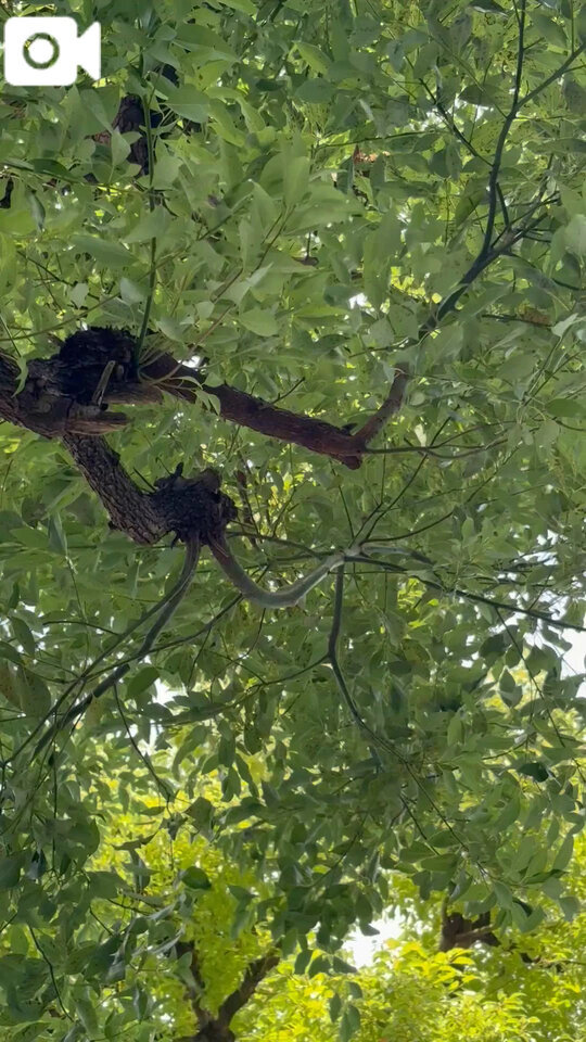 🍃朝のわたしと朝の風とか、みんながんばれー-`📣⋆とか🍃🍃
