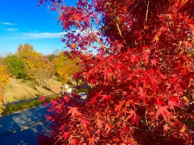 ♡いと美しい♡｜写メ日記｜日下部りょう(くさかべりょう)｜鶯谷 人妻デリヘル 鶯谷ナンバーワン