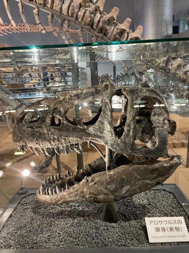 🦖🤍｜写メ日記｜ゆうな｜大塚・巣鴨 一般デリヘル 大塚アテネ