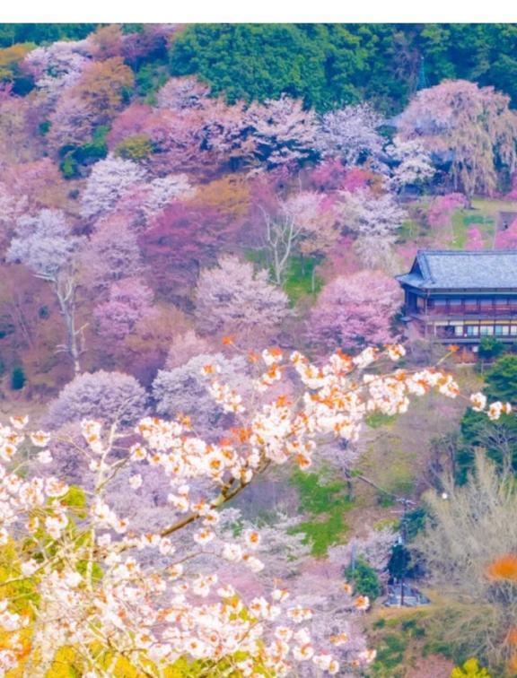 最高何連勤？｜写メ日記｜篠原　順子｜鶯谷 人妻デリヘル 東京ローズマリー