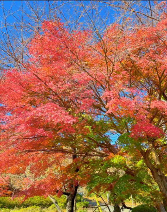 初体験(*ﾉωﾉ)ｲﾔﾝ｜写メ日記｜神木　りさ｜鶯谷 人妻デリヘル 東京ローズマリー