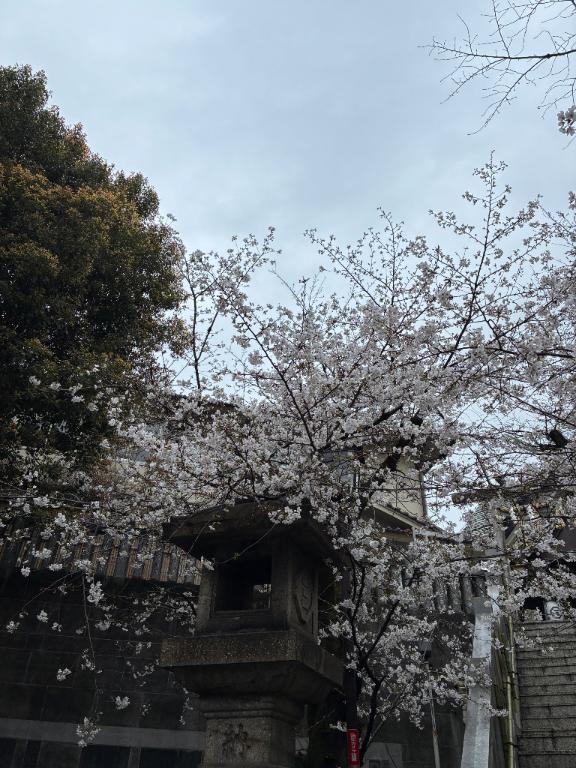 4月の予定。｜写メ日記｜前田　優｜鶯谷 人妻デリヘル 東京ローズマリー