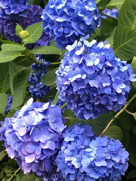 おはようございます🌸｜写メ日記｜瀬名　麻衣子｜鶯谷 人妻デリヘル 東京ローズマリー
