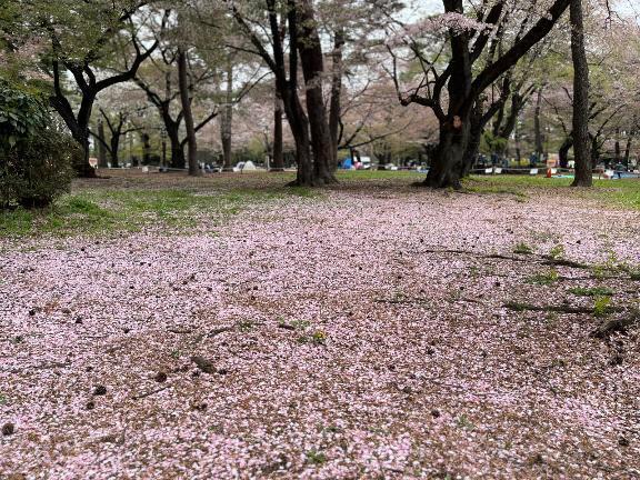 バタバタ4月…｜写メ日記｜白井　なぎさ｜鶯谷 人妻デリヘル 東京ローズマリー