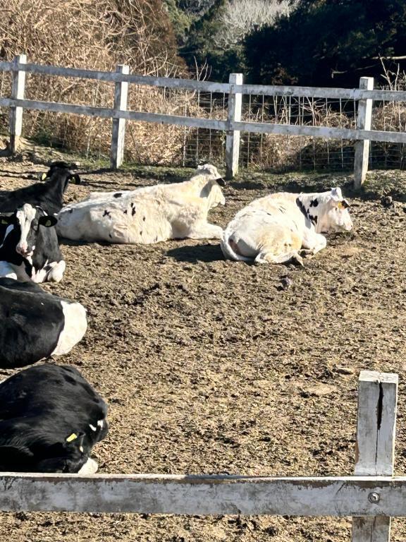 こんにちは〜｜写メ日記｜有賀百合子｜鶯谷 人妻デリヘル 東京ローズマリー
