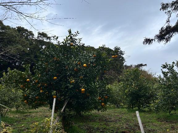 おはよ〜｜写メ日記｜有賀百合子｜鶯谷 人妻デリヘル 東京ローズマリー