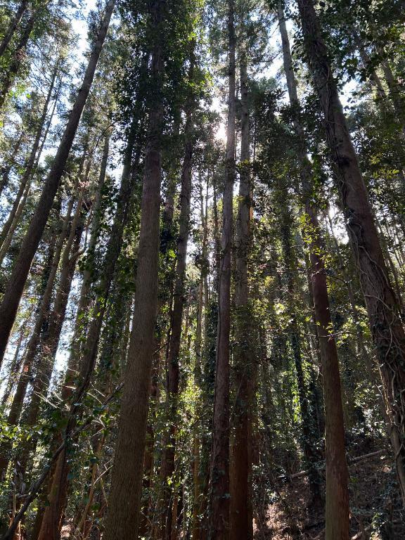 おはよ〜｜写メ日記｜有賀百合子｜鶯谷 人妻デリヘル 東京ローズマリー