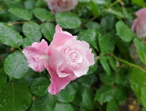 こんばんは｜写メ日記｜仲村いずみ｜鶯谷 人妻デリヘル 東京ローズマリー
