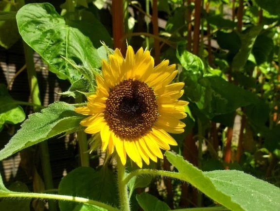 夏｜写メ日記｜仲村いずみ｜鶯谷 人妻デリヘル 東京ローズマリー
