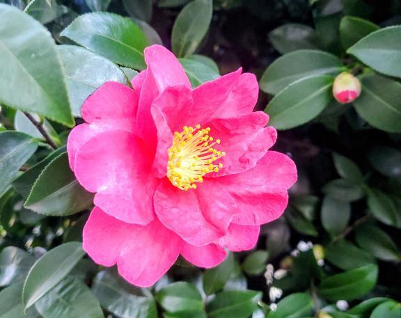 年末のご挨拶｜写メ日記｜仲村いずみ｜鶯谷 人妻デリヘル 東京ローズマリー