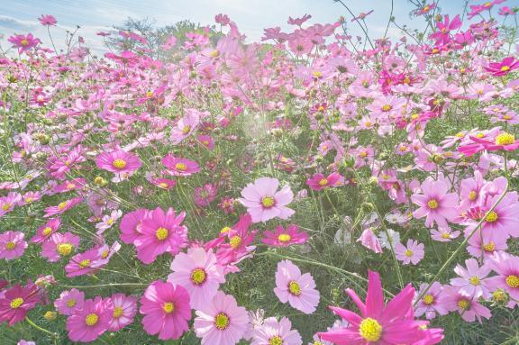 ありがとうございます｜写メ日記｜菅野　花江｜鶯谷 人妻デリヘル 東京ローズマリー