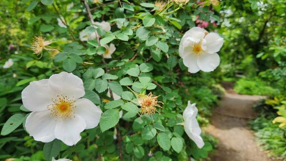 風が強いです🍃｜写メ日記｜内田　さえ｜鶯谷 人妻デリヘル 東京ローズマリー
