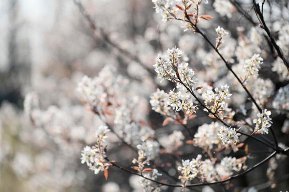 ポカポカ陽気☀️｜写メ日記｜内田　さえ｜鶯谷 人妻デリヘル 東京ローズマリー
