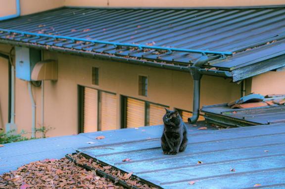 久しぶりの雨🌧️｜写メ日記｜内田　さえ｜鶯谷 人妻デリヘル 東京ローズマリー
