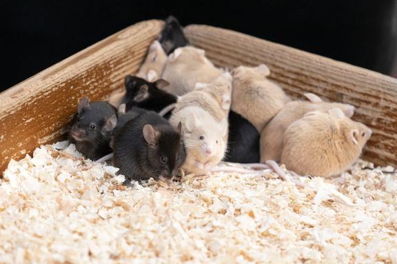 まだ寒いです😵｜写メ日記｜内田　さえ｜鶯谷 人妻デリヘル 東京ローズマリー