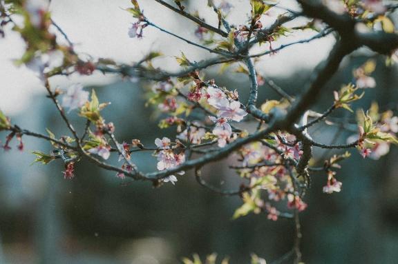 風が強い😖｜写メ日記｜内田　さえ｜鶯谷 人妻デリヘル 東京ローズマリー