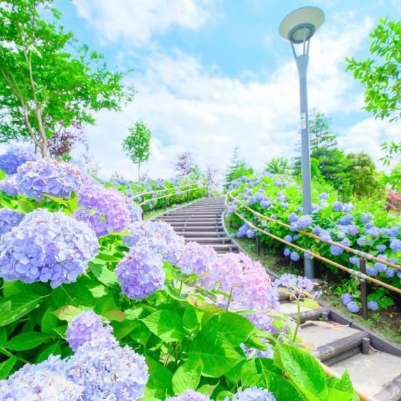 次回の出勤✨｜写メ日記｜新山えみ｜鶯谷 人妻デリヘル 東京ローズマリー