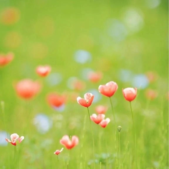 出勤✨｜写メ日記｜新山えみ｜鶯谷 人妻デリヘル 東京ローズマリー