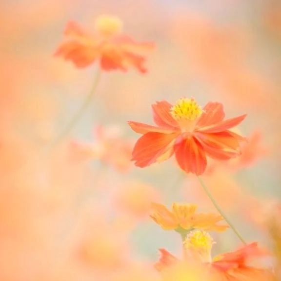 本日✨｜写メ日記｜新山えみ｜鶯谷 人妻デリヘル 東京ローズマリー