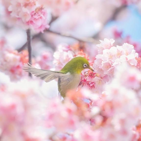 明日出勤✨｜写メ日記｜新山えみ｜鶯谷 人妻デリヘル 東京ローズマリー