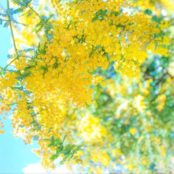 明日出勤✨｜写メ日記｜新山えみ｜鶯谷 人妻デリヘル 東京ローズマリー