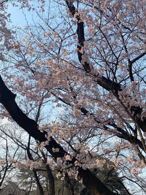 明日はローズマリー🌸｜写メ日記｜音瀬　あゆみ｜鶯谷 人妻デリヘル 東京ローズマリー