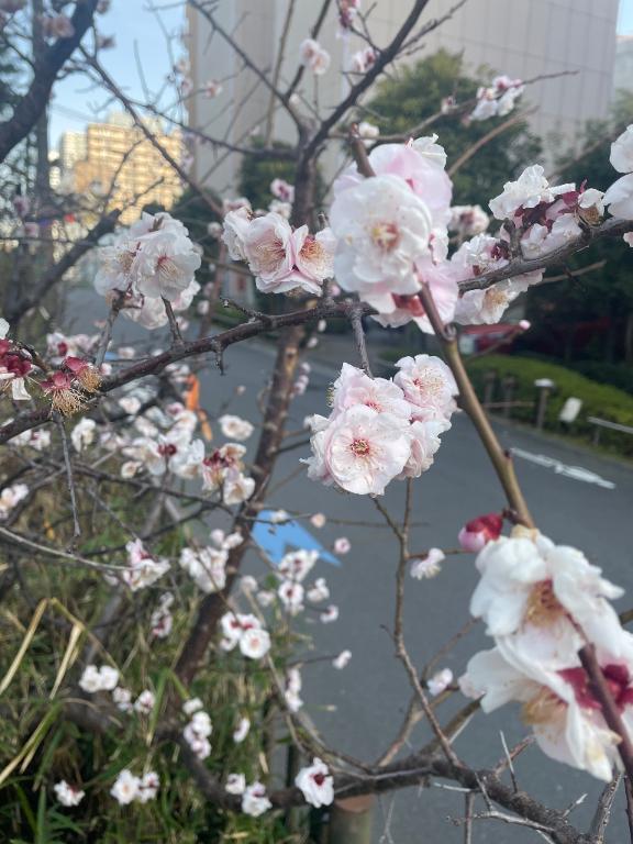 ３月🌸｜写メ日記｜杉本　加代子｜鶯谷 人妻デリヘル 東京ローズマリー