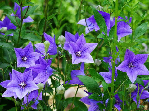 仕事始め｜写メ日記｜ききょう｜鶯谷 人妻デリヘル しゅうかつ倶楽部