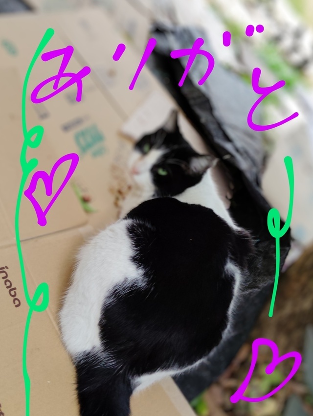 出勤😸｜写メ日記｜てる｜鶯谷 人妻デリヘル しゅうかつ倶楽部