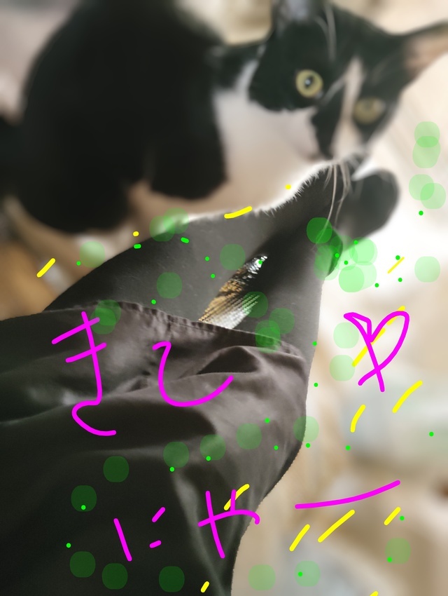 出勤ニャン｜写メ日記｜てる｜鶯谷 人妻デリヘル しゅうかつ倶楽部