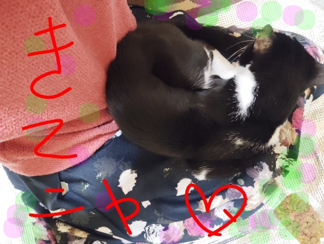 出勤ニャン｜写メ日記｜てる｜鶯谷 人妻デリヘル しゅうかつ倶楽部