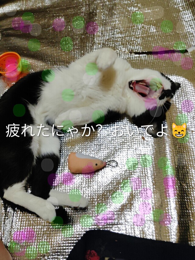 出勤は15時｜写メ日記｜てる｜鶯谷 人妻デリヘル しゅうかつ倶楽部