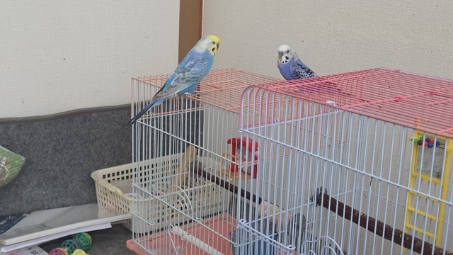 ありがとうございます。