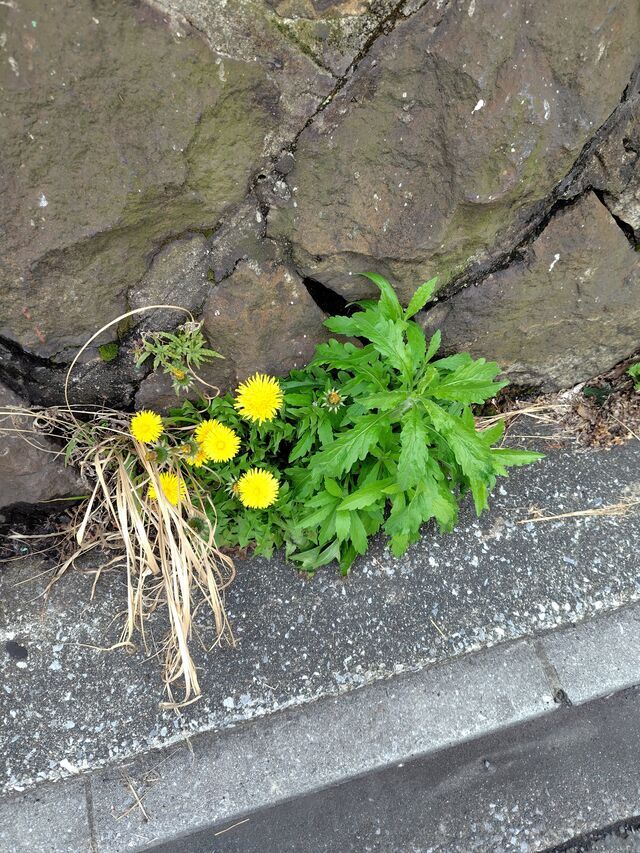 おはよん｜写メ日記｜なおみ｜鶯谷 人妻デリヘル しゅうかつ倶楽部