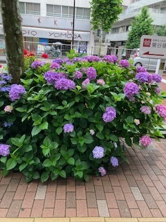 こんにちははるかです