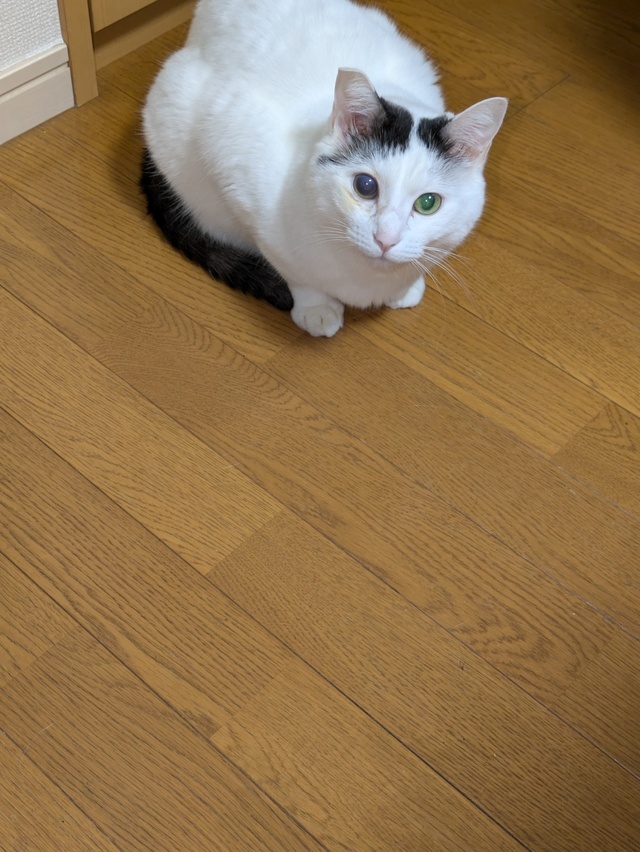 相棒😄｜写メ日記｜はな｜鶯谷 人妻デリヘル しゅうかつ倶楽部