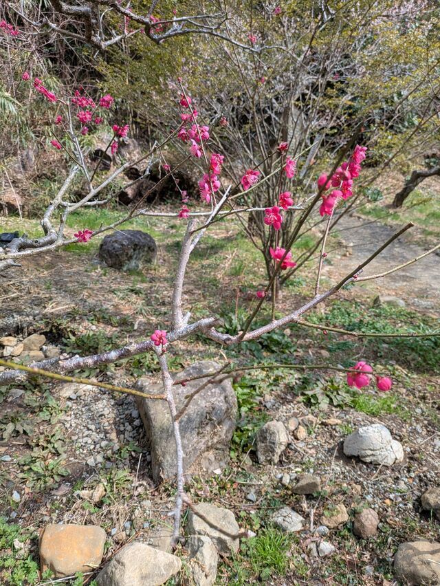 三連休出勤します😊｜写メ日記｜はな｜鶯谷 人妻デリヘル しゅうかつ倶楽部