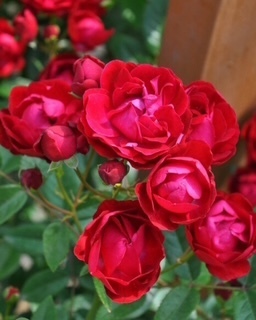 おはようございます😊｜写メ日記｜めい｜鶯谷 人妻デリヘル しゅうかつ倶楽部