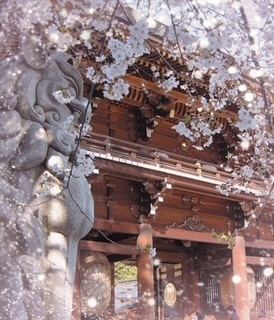 ご無沙汰してます😊｜写メ日記｜めい｜鶯谷 人妻デリヘル しゅうかつ倶楽部