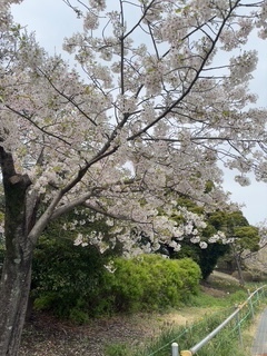 おはようございます😊｜写メ日記｜めい｜鶯谷 人妻デリヘル しゅうかつ倶楽部